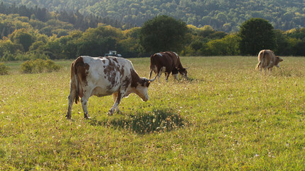 Krowy na pastwisku w górach.