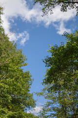 Obraz na płótnie Canvas Green trees against the blue sky