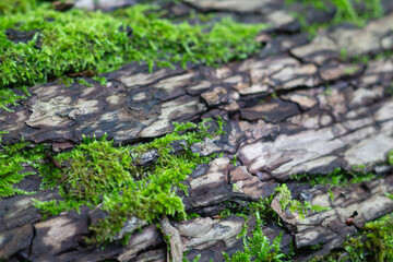 Wooden logs in the forest covered with moss close-up as a pattern, texture, background