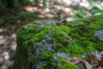Stones in the forest covered with moss close-up