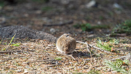 A closeup of a Common vole, Microtus arvalis, on the ground with a blurry background