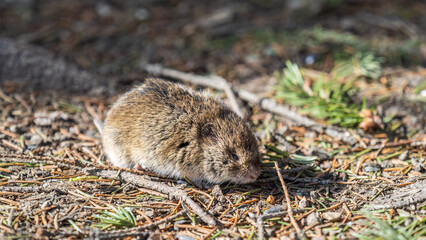 A closeup of a Common vole, Microtus arvalis, on the ground with a blurry background