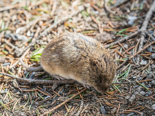 A closeup of a Common vole, Microtus arvalis, on the ground with a blurry background
