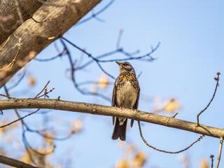 Fieldbird sits on a branch in spring with a blurred background.