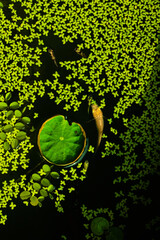 Guppy fish and Green lotus leaf floating in a lotus basin..Lotus flower in the basin, water lily flowers in a pond from top view..A pond full of water lilies background.