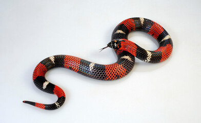 Ringed Hognose Snake // Gebänderte Hakennasennatter (Xenodon semicinctus, Lystrophis semicinctus) - male / Männchen