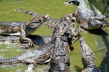 Bask of Crocodiles in a Crocodile Farm Pond