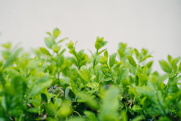 fresh herbs on a wooden background