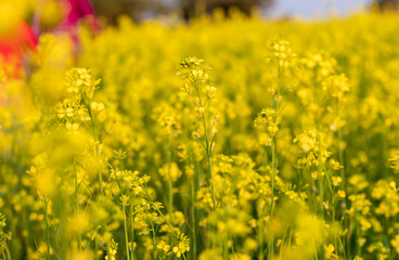 Mustard Seed Plants with Flower with Selective Focus in Horizontal Orientation, Mustard Field