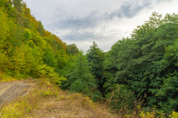 Dense forest on the banks of the river in cloudy weather at the beginning of autumn