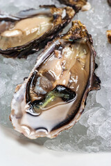 Fresh oysters in a white plate with ice.