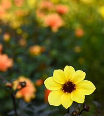 Beautiful close-up of a dahlia