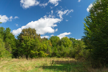 Green growth of the forest against a blue sky with white fluffy clouds