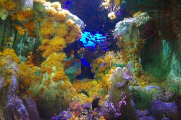 Naklejka na ściany i meble coral reef in aquarium