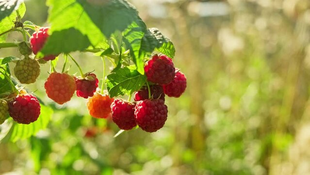 Growing raspberries. Healthy nutrition concept. Ripe sweet red raspberries on branch with copy space. Healthy organic berries. Ripe red raspberries on bush. Vegan food. Close-up in 4K, UHD