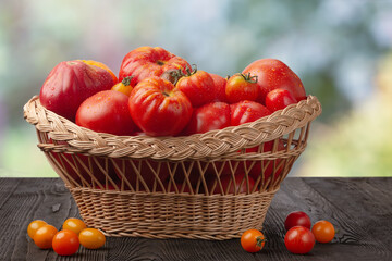 A basket with ripe tomatoes on a wooden rustic table against the backdrop of a summer garden. Focus concept.