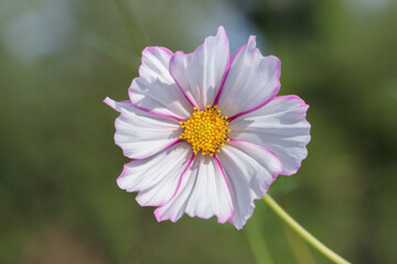 Obraz premium Single blossom of a white garden cosmos flower (Cosmea bipinnatus).