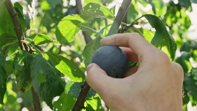 Harvest of plums. Fresh plums is hand picked from plum tree. Close-up of farmers male hands pick purple ripe plum from branch. 4K, UHD
