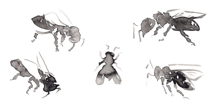 Set 13 with five differents forms bee pictures isolated on white.  Hand drawn chinese ink on paper textures. Raster
