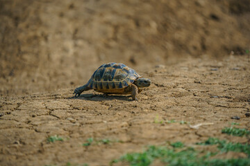 Fototapeta premium The Thracian tortoise or Hermann tortoise is a terrestrial turtle of the family Testudinidae. Located on the continent of Europe