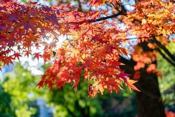 逆光に照らされる赤く紅葉したもみじ