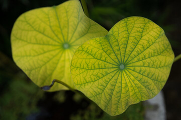 green leaf background