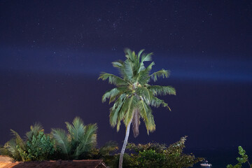 palm tree in night in Bali, Indonesia