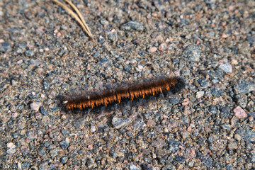 Macrothylacia rubi, the fox moth caterpillar