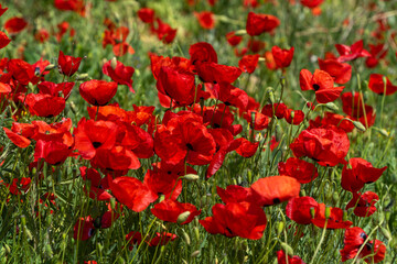 Beautiful red poppies flowers blooming in nature field.