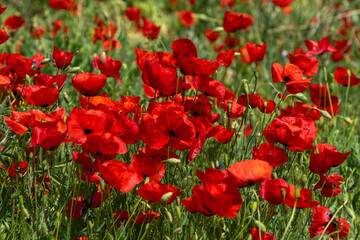 Obraz premium Beautiful red poppies flowers blooming in nature field.