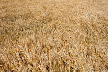 Graanveld - Grain field