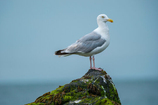 Meeuw || Seagull