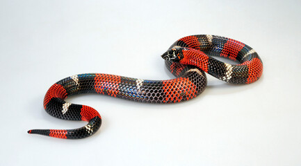 Ringed Hognose Snake // Gebänderte Hakennasennatter (Xenodon semicinctus, Lystrophis semicinctus) - male / Männchen