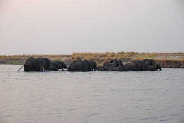 Fototapeta premium Herd of elephants crossing Chobe river at sunset