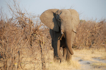 front facing an Elephant at the roadside in Botswana