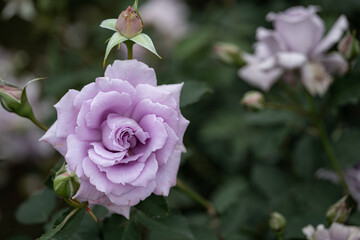 奈良-【霊山寺の薔薇園】