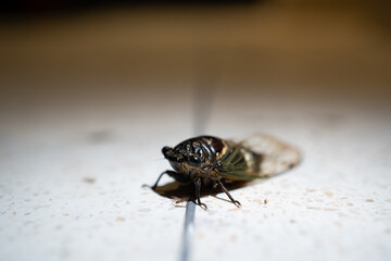 fly on a leaf