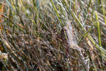 a spider with its newly spun web in the morning mist