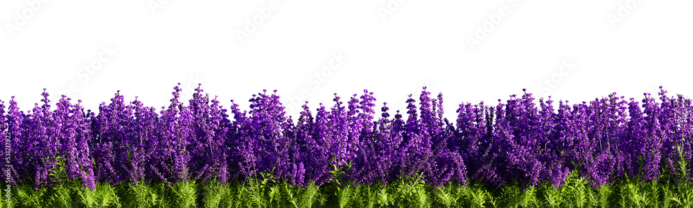 Wall mural lavender isolated on transparent background. 3d rendering illustration