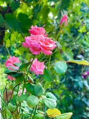 pink rose bush