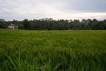 green field and sky, rice fields