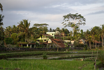 Fototapeta na wymiar sunset light in the palm tree view, tropical jungle city, Bali Indonesia, ricefield