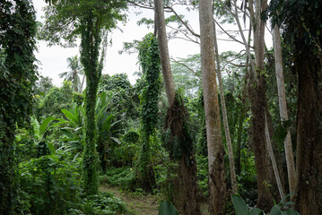 tropical forest in the jungle city, Bali Indonesia, island life, beautiful landscapes