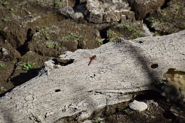 FEuerlibelle auf Totholz