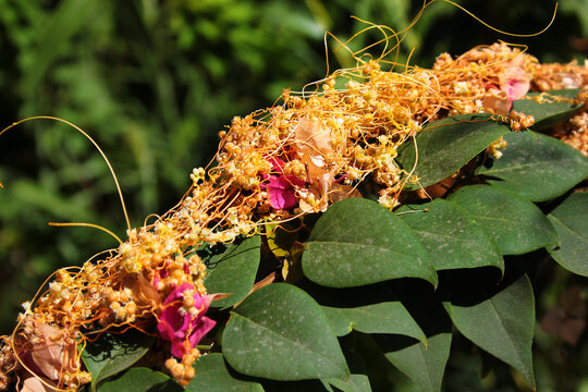 Fiveangled dodder, or Cuscuta pentagona, a parasitic plant on bougainvilleeae flowers