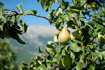 Ripe pears on tree branch. Organic pears in the garden. 