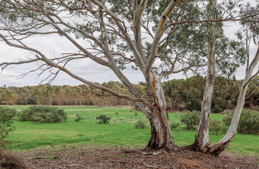 eucalyptus tree in field