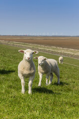 Little lambs on a dike in Groningen, Netherlands