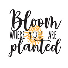 Sunflower hand lettering illustration for your design
