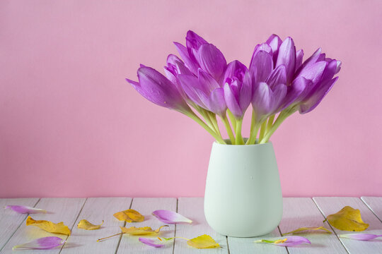 Beautiful purple flowers of autumn crocuses (colchicum autumnal) in a vase on a pink background